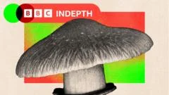 Evaluating the NHS's Consideration of Psychedelic Therapy for Depression