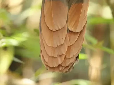 Celebrating the National Birds of the Caribbean This Earth Day