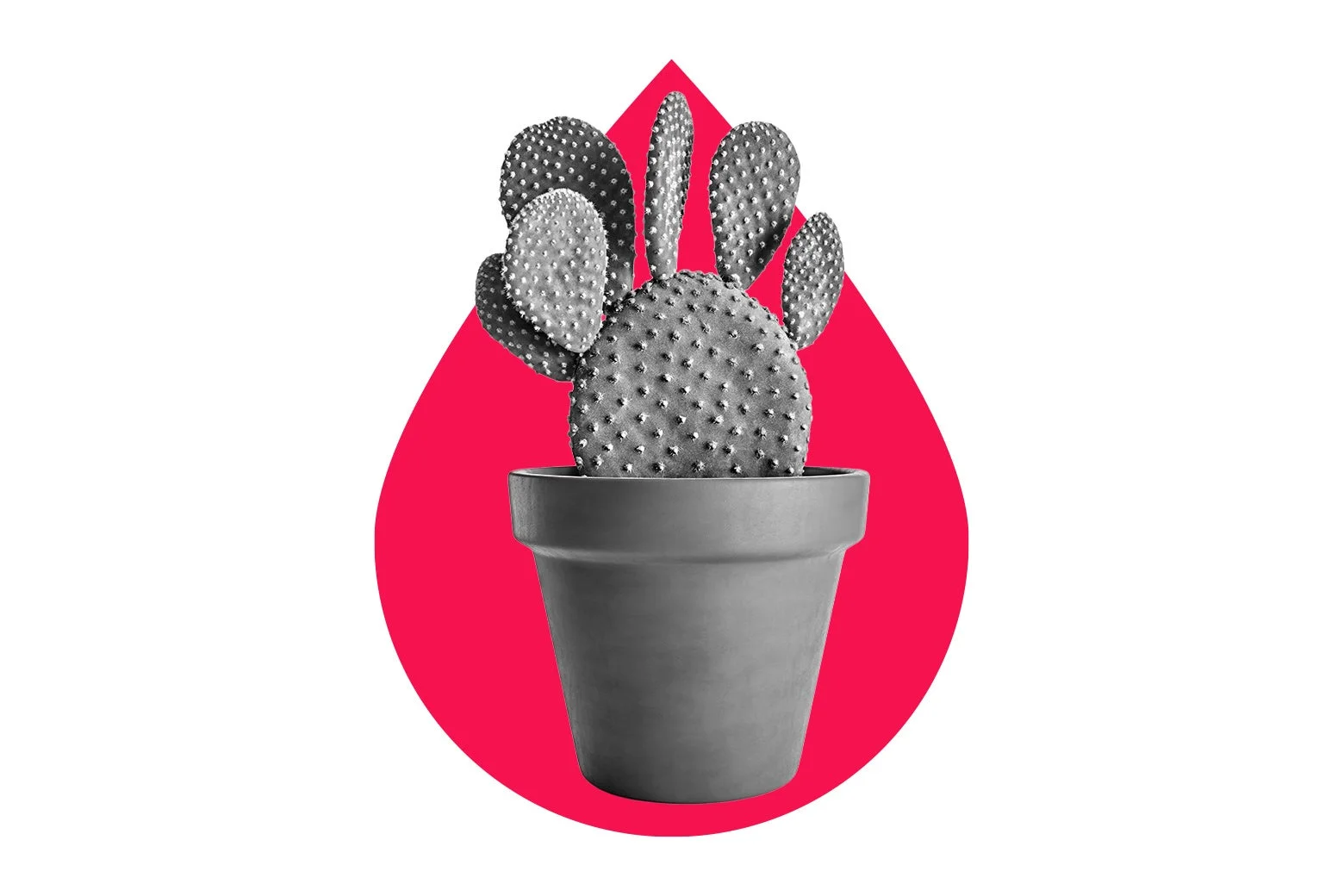 Unexpected Tensions Arise Over a Cactus in My Roommate Situation