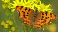 Declining Butterfly Populations: Five Species on the Rise