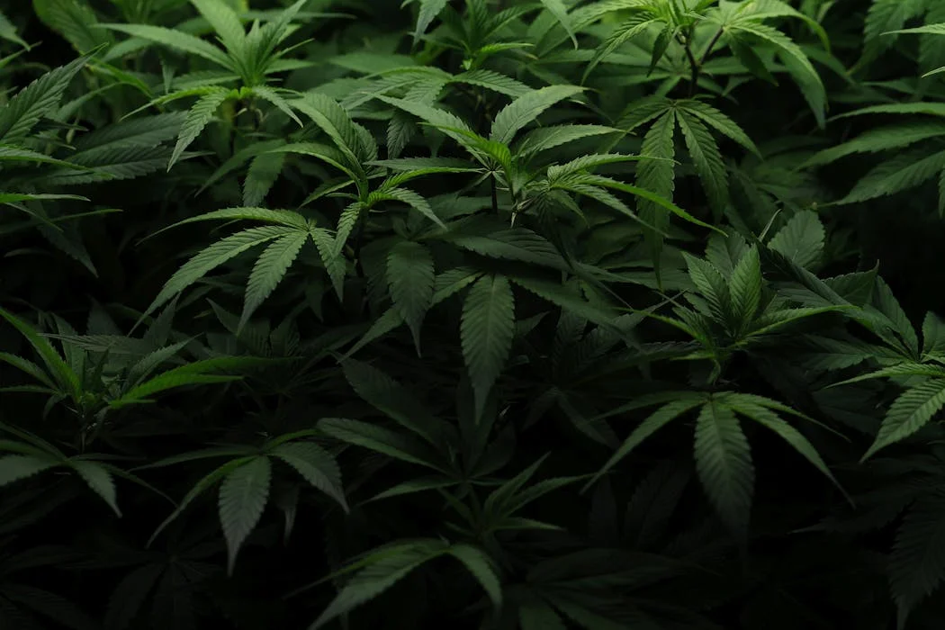 The Uncertain Path Ahead for Marijuana Legalization Despite Strong Public Support