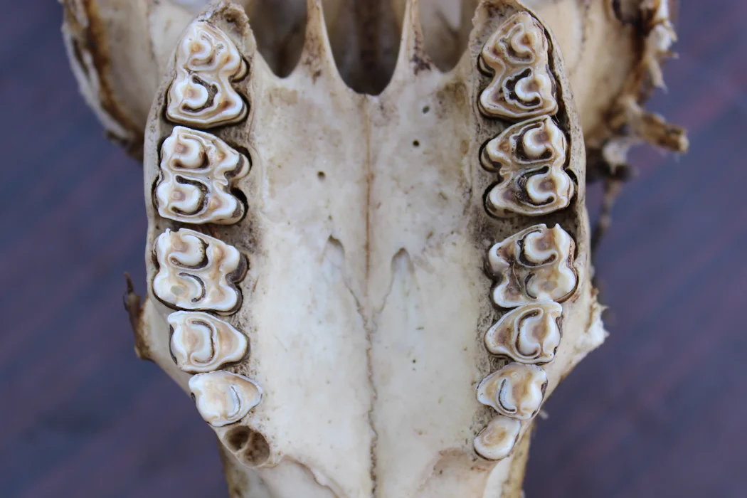 Fossilized Teeth Provide Insights into the Environments of Early Human Ancestors