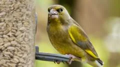 RSPB Advises Against Feeding Garden Birds During Warmer Months